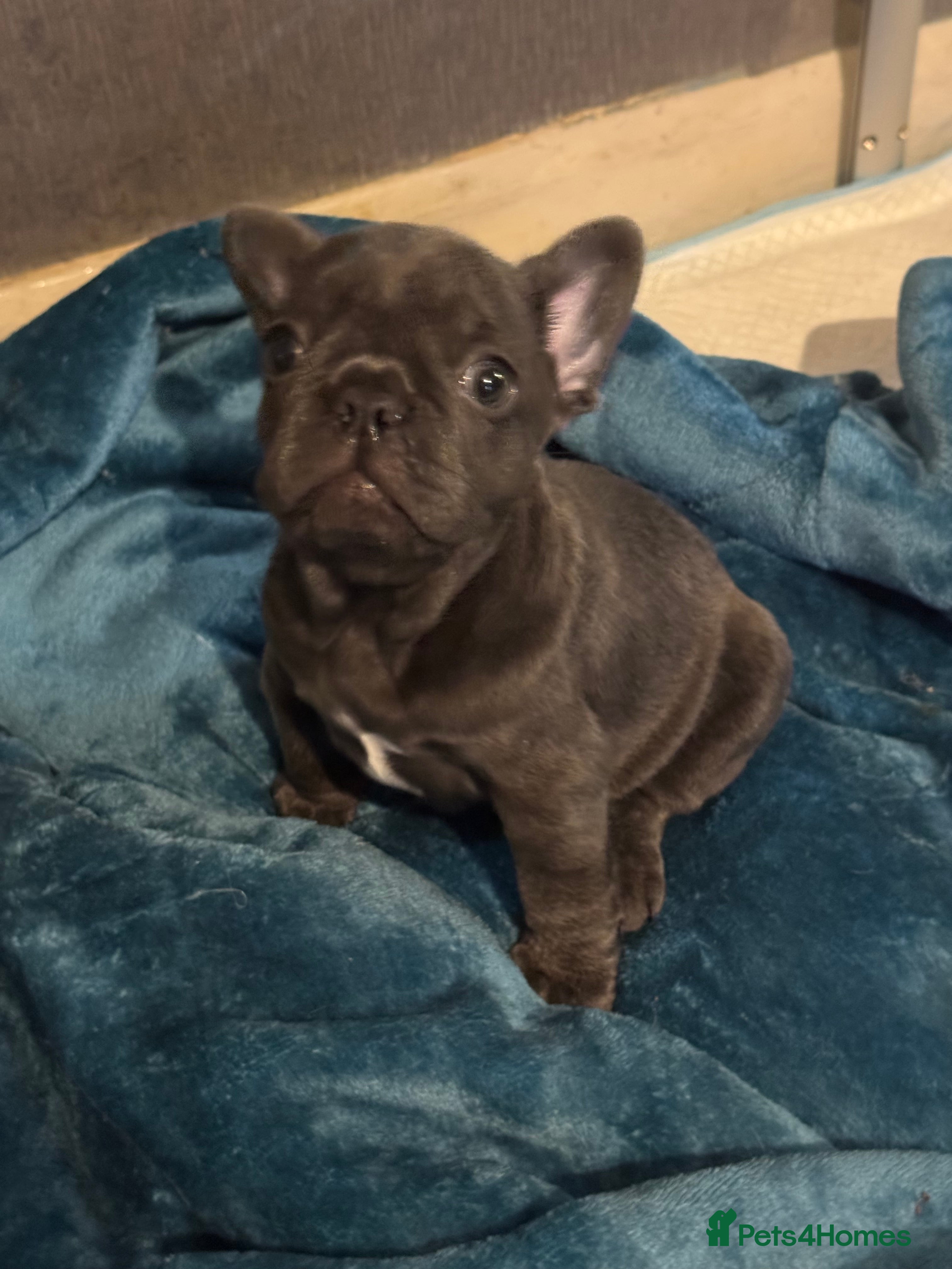 French Bulldog dogs French bulldog puppy  - Advert 2