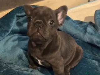 French Bulldog dogs French bulldog puppy - Advert 3