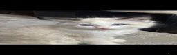 Ragdoll cats for sale: !!READY TO LEAVE!! beautiful ragdoll kittens - Advert 18