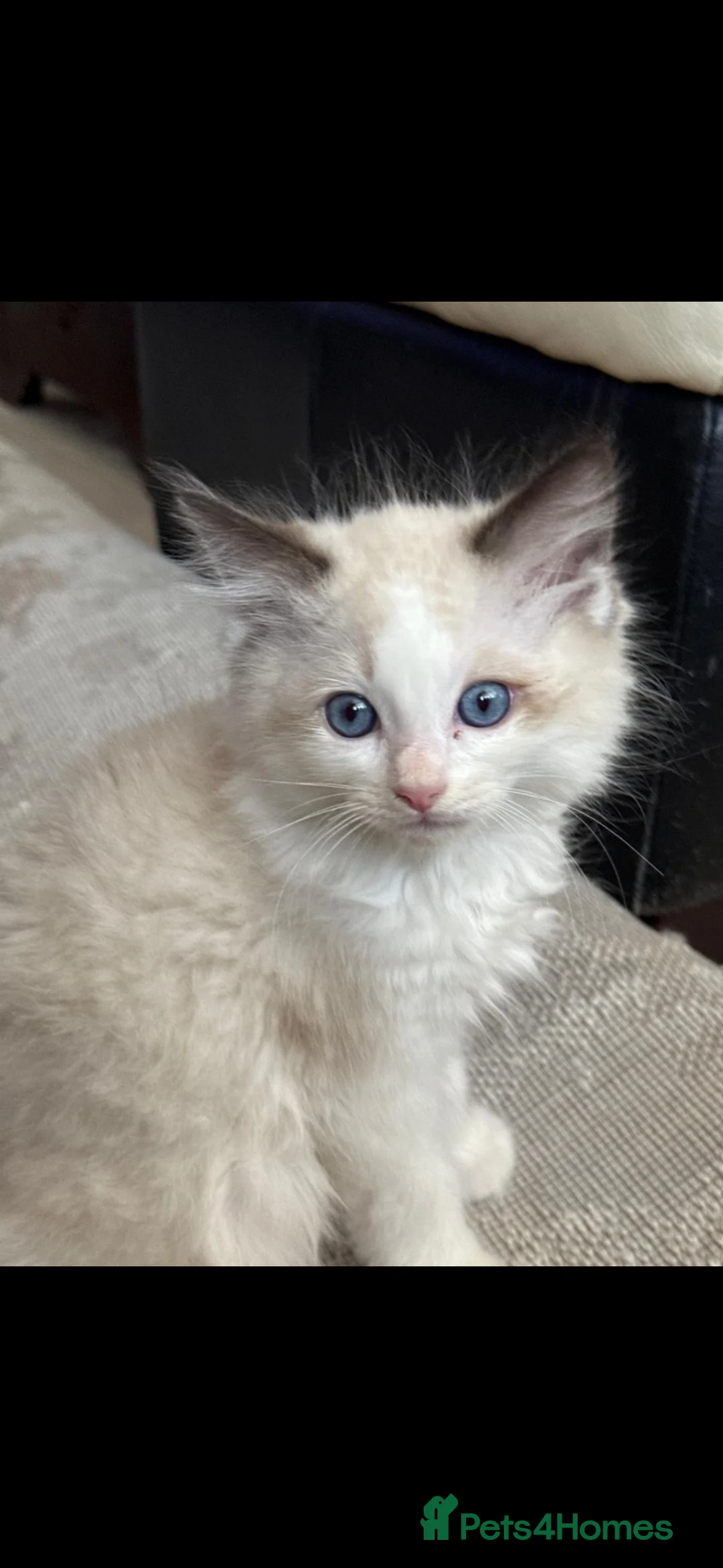 Ragdoll cats for sale: !!READY TO LEAVE!! beautiful ragdoll kittens - Advert 18