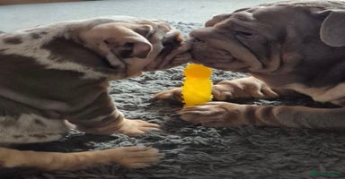 English Bulldog dogs - Advert 8
