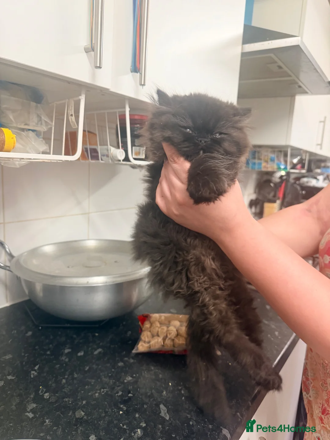 Persian cats for sale: Cats for sale - Advert 1