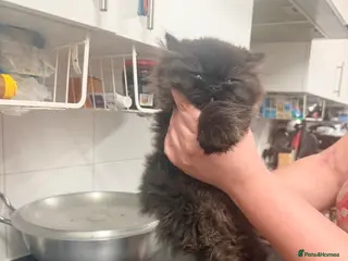 Persian cats Cats for sale - Advert 1