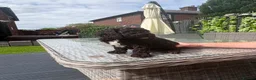 Cockapoo dogs for sale: Stunning Cockapoo Puppy -Ready for Loving Homes 🐾 - Advert 8