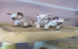 Siamese cats for sale: 🤩🐱Beautiful Siamese kittens for sale🐱⚡️ - Image 12