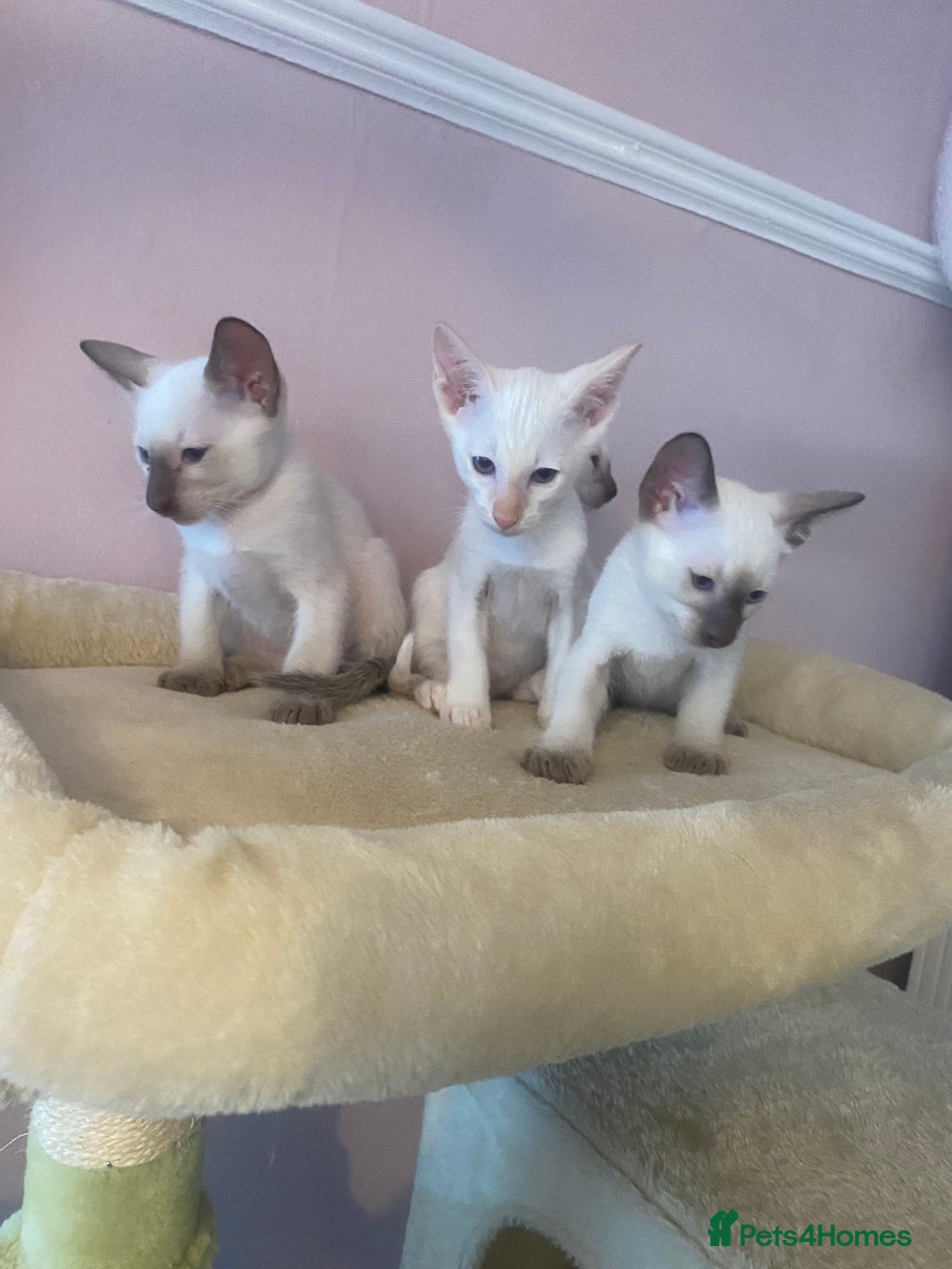 Siamese cats for sale: 🤩🐱Beautiful Siamese kittens for sale🐱⚡️ - Image 12
