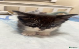 Mixed Breed cats for sale: 4 black and white Kittens for sale !!! - Image 4