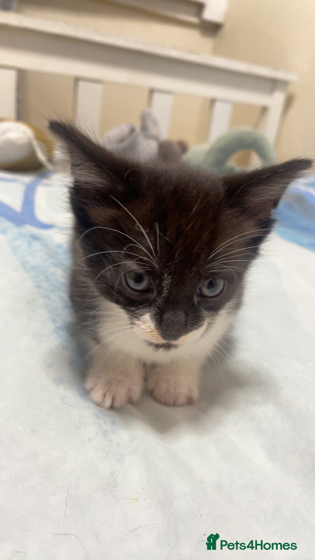 Mixed Breed cats for sale: 4 black and white Kittens for sale !!! - Image 4