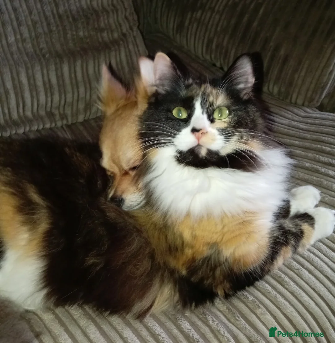 Ragdoll cats for sale: Stunning Ragdoll Calico Cross. Beautiful Markings. - Advert 2