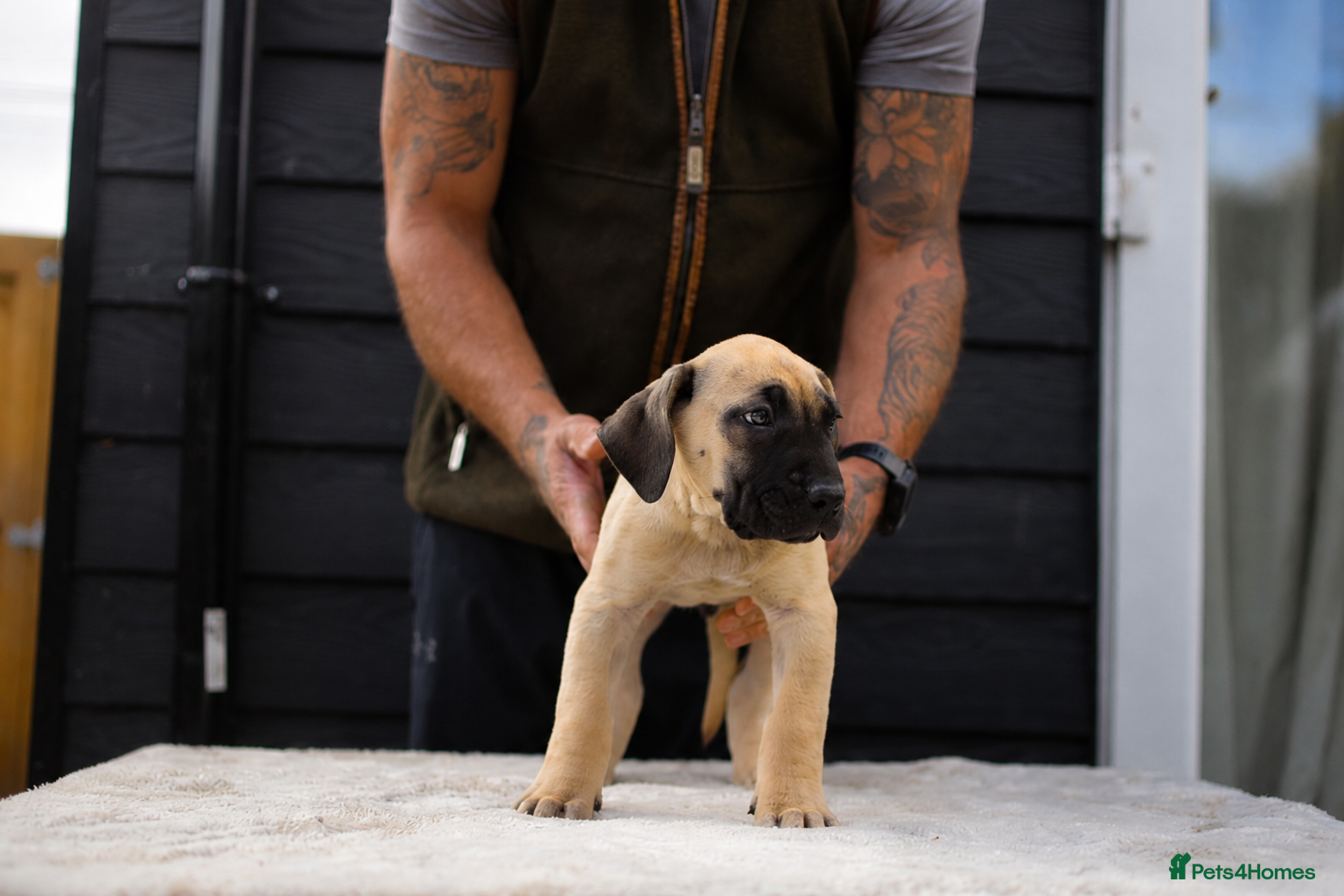 Presa Canario dogs for sale: Presa Canario puppies champion bloodlines - Advert 8