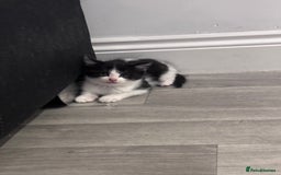 Mixed Breed cats for sale: Black and white kitten  - Image 2