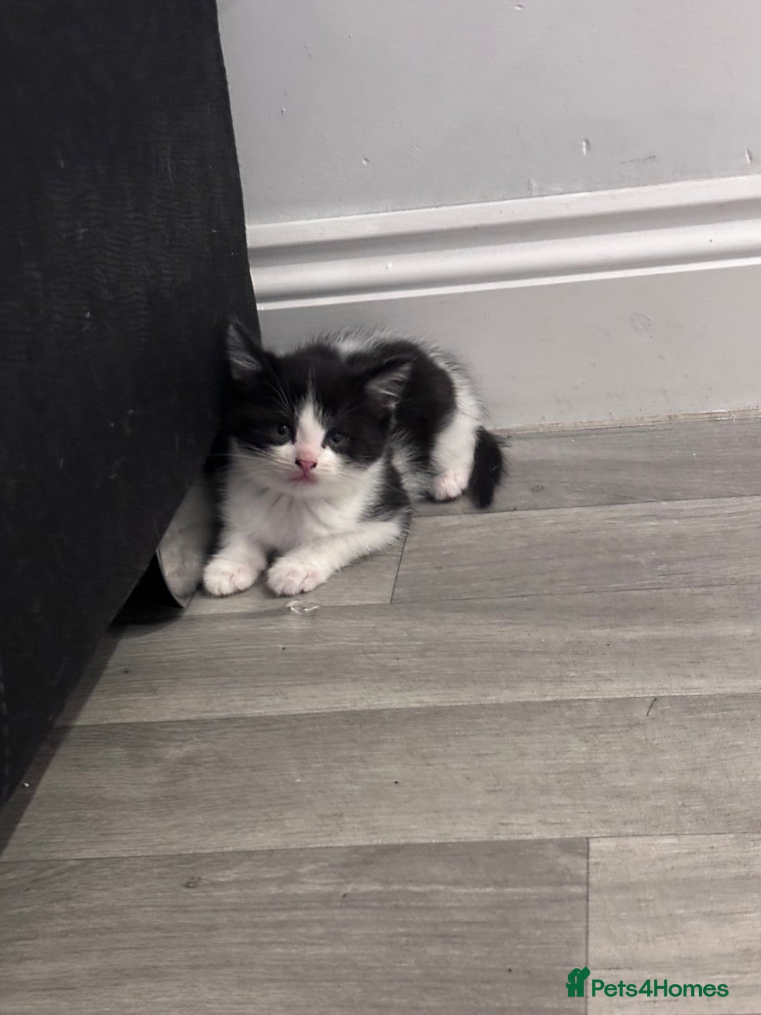 Mixed Breed cats for sale: Black and white kitten  - Image 2