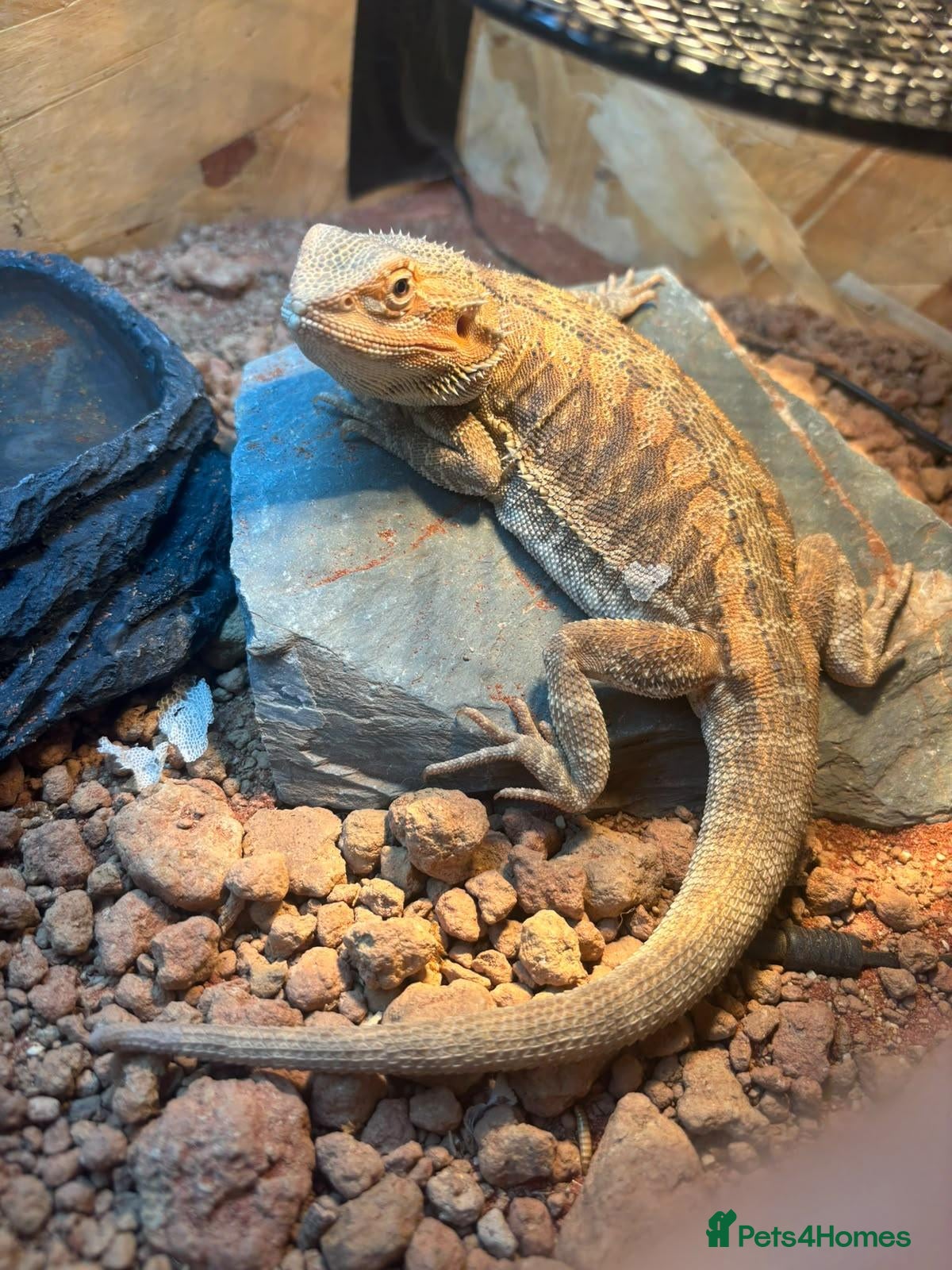 Bearded Dragon reptiles 🦎 6-Month-Old Red Citrus Bearded Dragon 🦎 - Advert 1