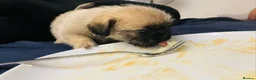 Shih Tzu dogs for sale: 8 beautiful shih-tzu pups  - Advert 22