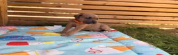 Cane Corso dogs for sale: Stunning cane corso 🐶 - Advert 11