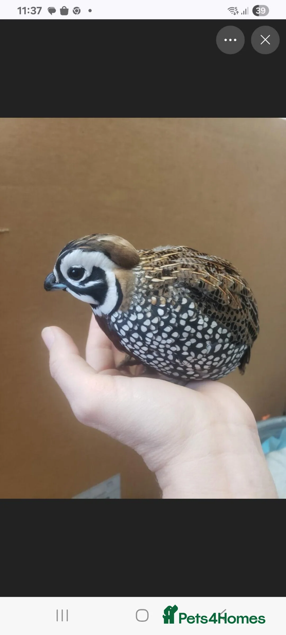 Quail poultry for sale: Mearns/Monizuma Male Quail 2026 in Minehead - Advert 2