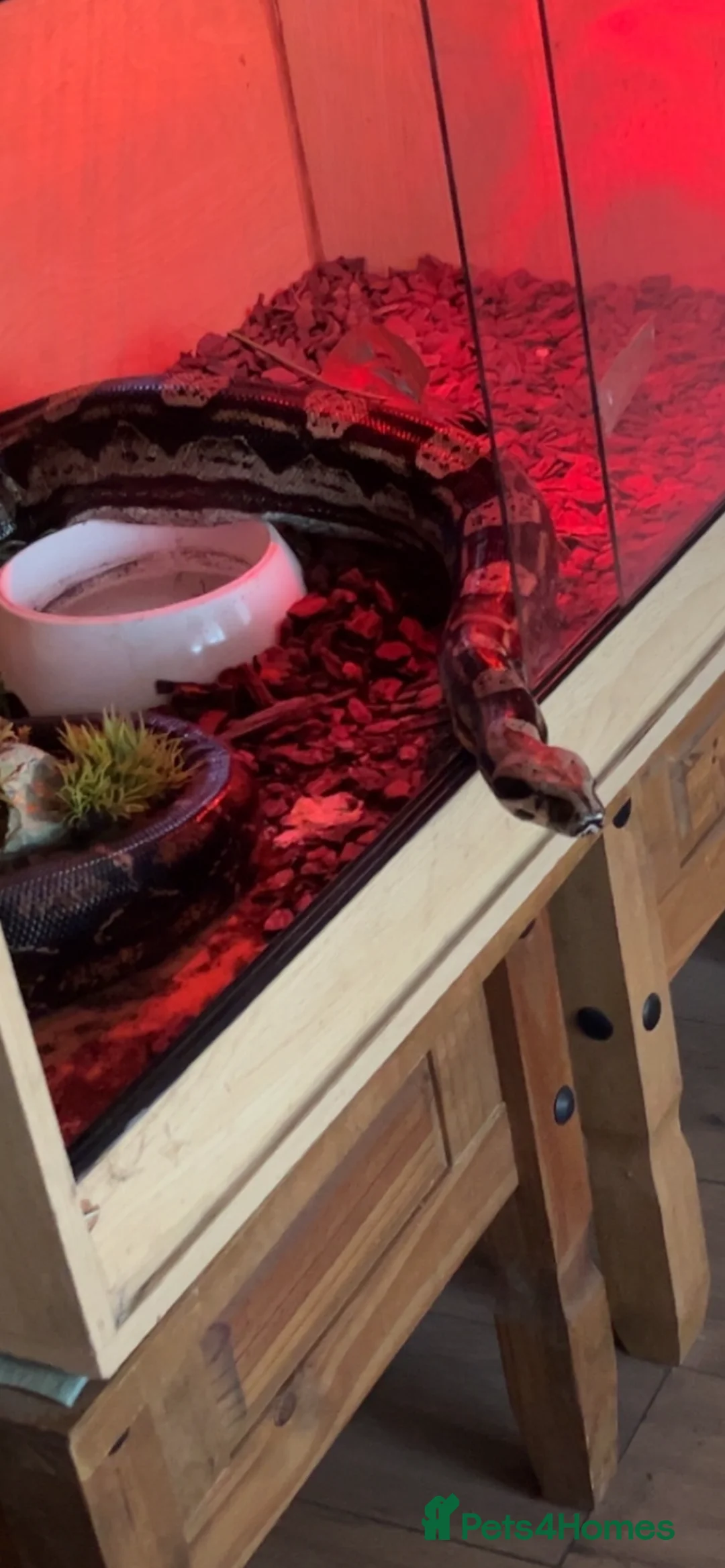 Boa Snake reptiles for sale: Boa imperator - Advert 3