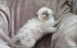 Ragdoll cats for sale: GCCF PET/ACTIVE KITTENS CHAMPION IMP BLOODLINES - Image 29