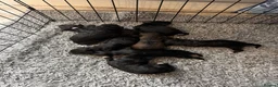 Bordoodle dogs for sale: Mini borderdoodles  in Accrington - Advert 31