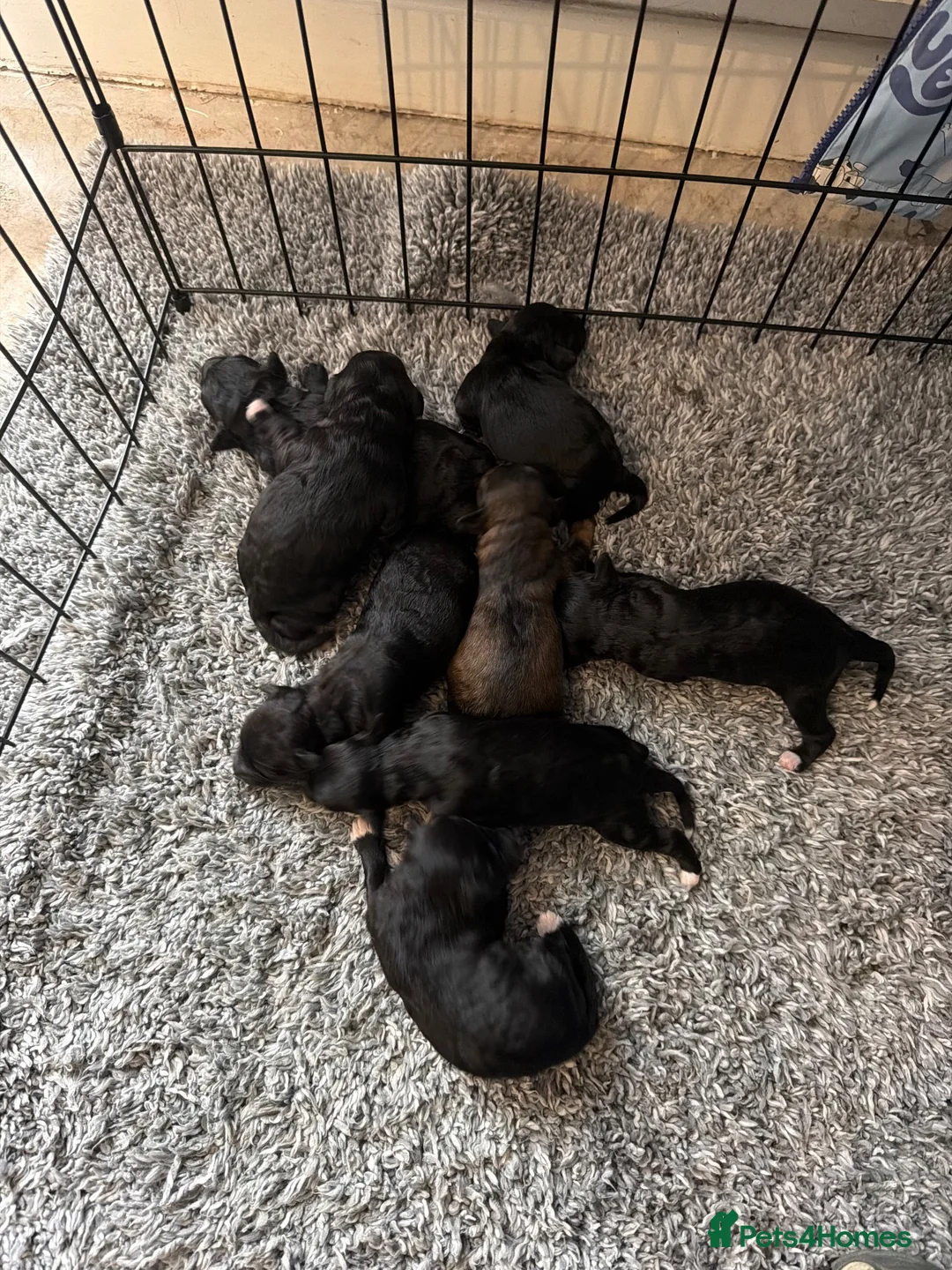 Bordoodle dogs for sale: Mini borderdoodles  in Accrington - Advert 31