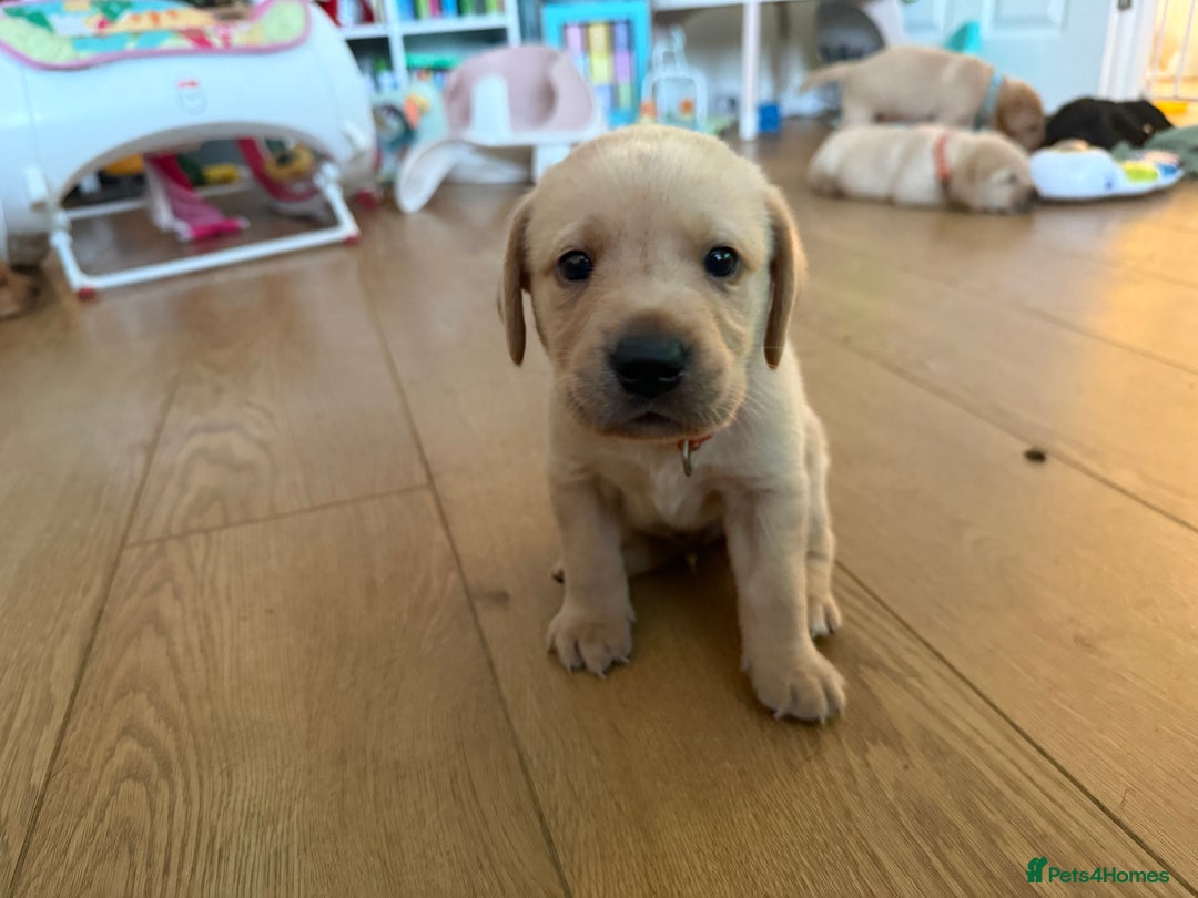 Labrador Retriever dogs for sale: 1 black boy left! ready to leave! Perfect labs! - Image 29