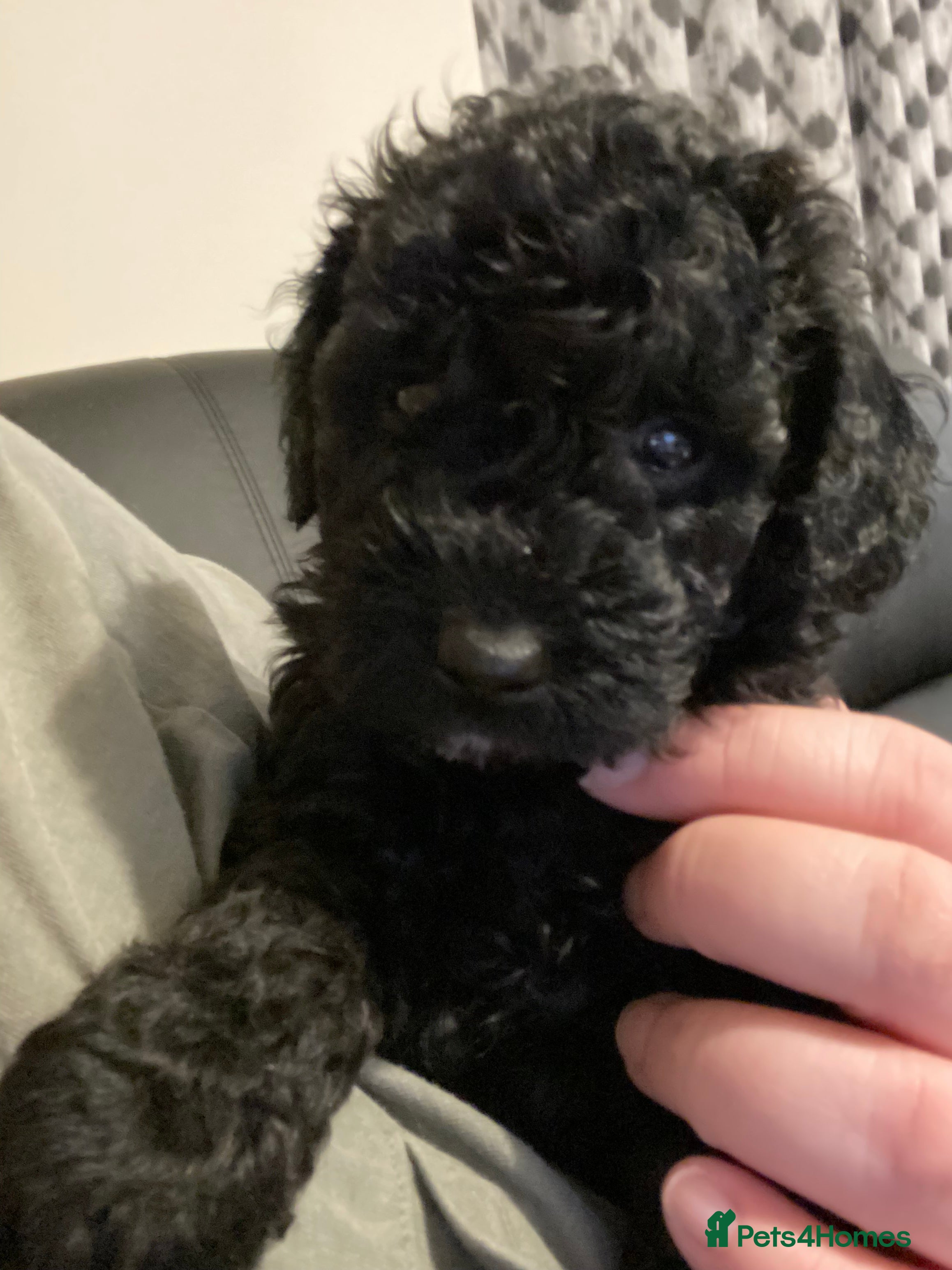 Toy Poodle dogs Beautiful Toy Poodle Pups  - Advert 9