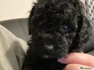 Toy Poodle dogs Beautiful Toy Poodle Pups - Advert 5