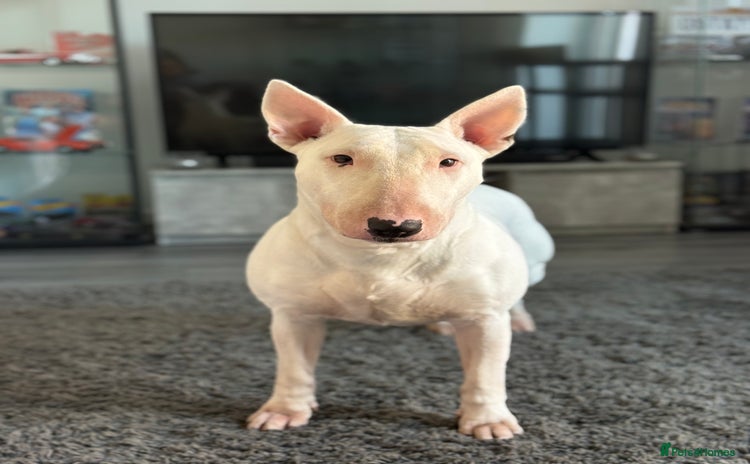 English Bull Terrier dogs - Advert 4