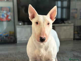 English Bull Terrier dogs - Advert 9