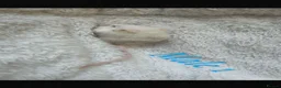 Mouse rodents for sale: Baby mice  - Advert 3