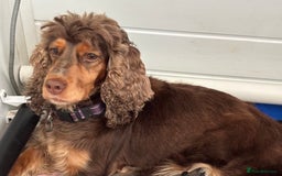 Cocker Spaniel dogs for sale: Beautiful KC Show Cocker girl DNA tested  - Image 5