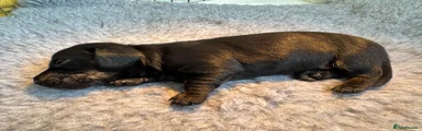 Miniature Dachshund 4