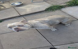American Bully dogs for sale: Merle pocket bully  - Image 4