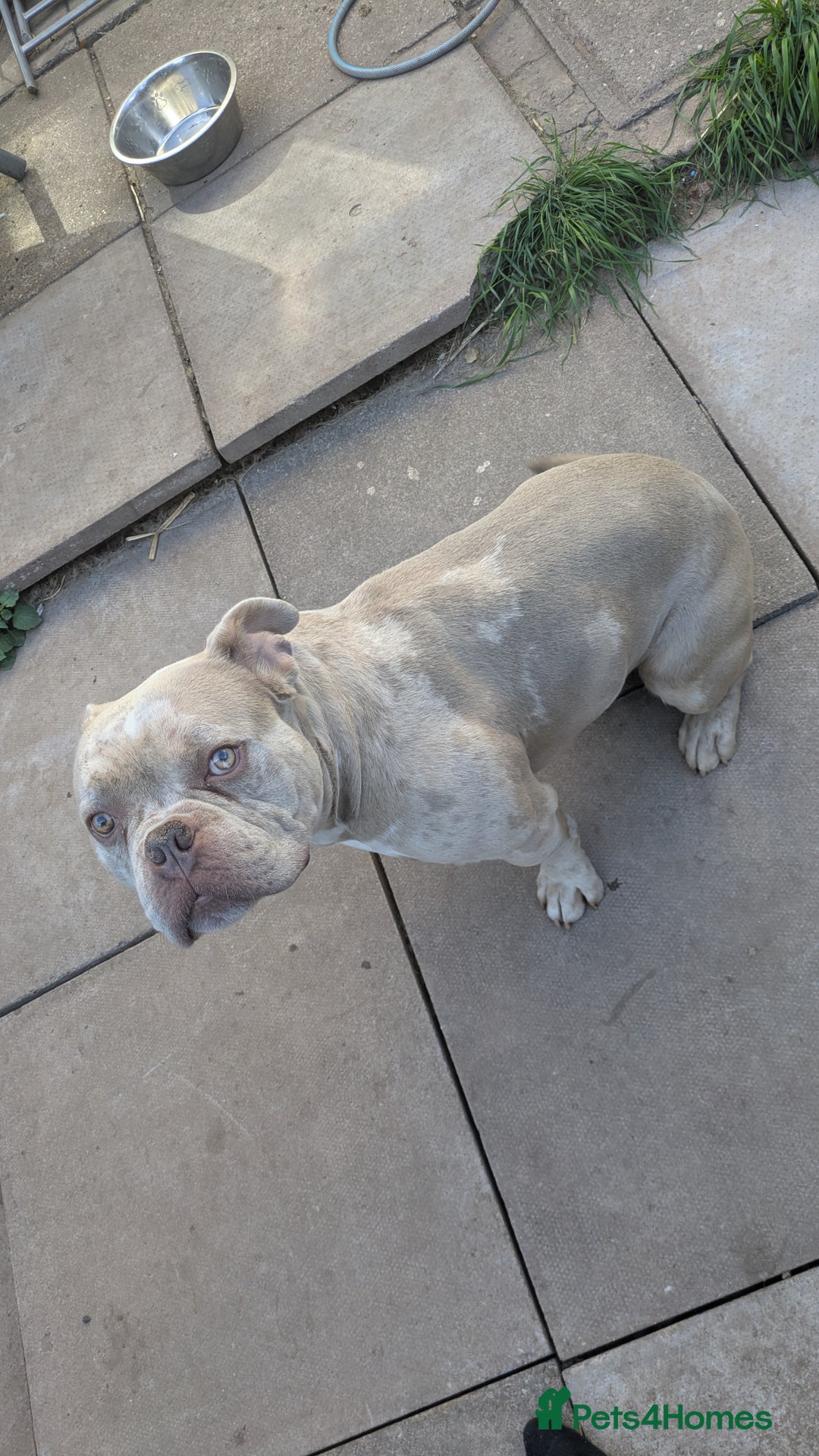 American Bully dogs for sale: Merle pocket bully  - Image 4