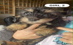Mixed Breed dogs for sale: Mini dachshund cross - Image 2