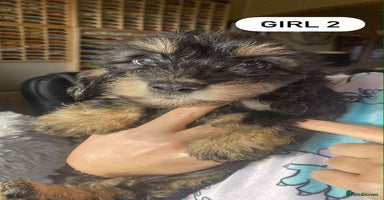 Mixed Breed dogs - Advert 11