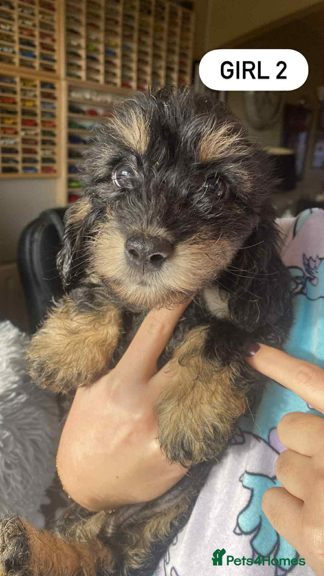 Mixed Breed dogs for sale: Mini dachshund cross - Image 2