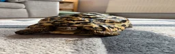 Tortoise reptiles for sale: Leopard Tortoise  - Advert 6
