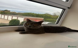 British Shorthair cats for stud: Big boy CJ Blu British short hair for stud  - Image 1