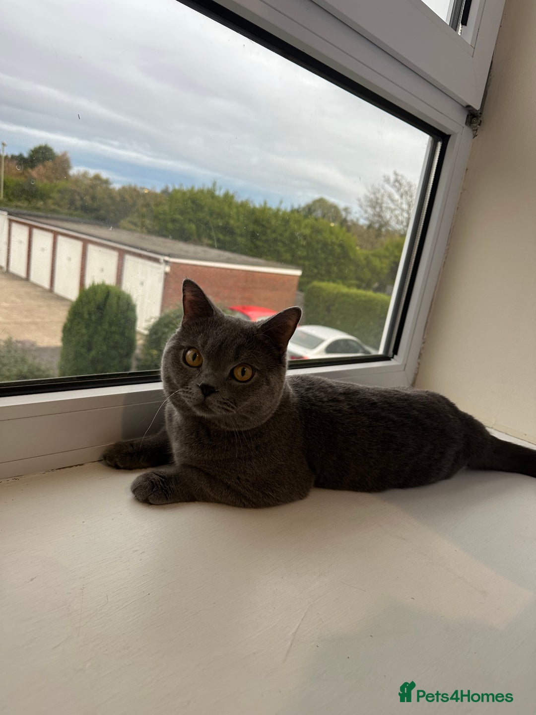 British Shorthair cats for stud: Big boy CJ Blu British short hair for stud  - Image 1