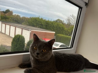 British Shorthair cats - Advert 6