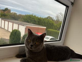 British Shorthair cats Big boy CJ Blu British short hair for stud - Advert 2