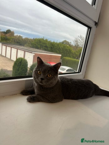 British Shorthair cats Big boy CJ Blu British short hair for stud - Advert 2