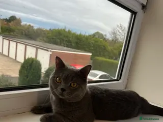 British Shorthair cats Big boy CJ Blu British short hair for stud - Advert 20