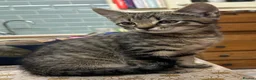 Mixed Breed cats for sale: Male Tabby Kitten . Friendly chap !  - Advert 3