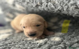 Golden Retriever dogs for sale: Remarkable Golden Retriever Puppies - Image 15
