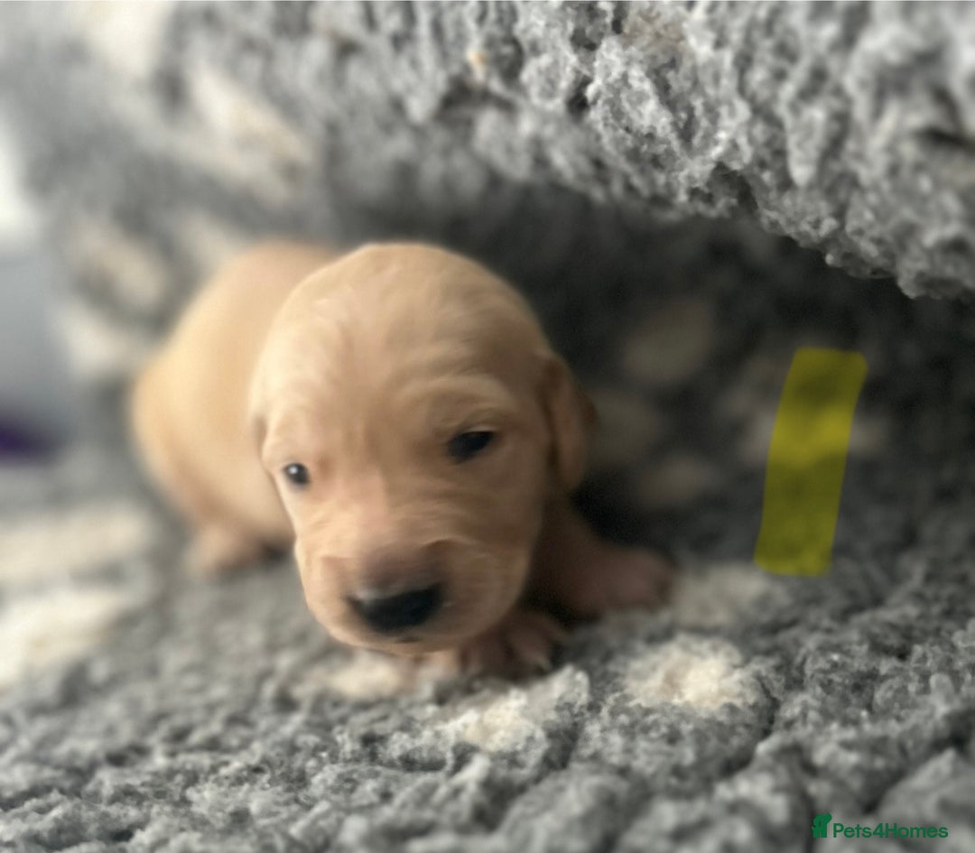 Golden Retriever dogs for sale: Remarkable Golden Retriever Puppies - Image 15