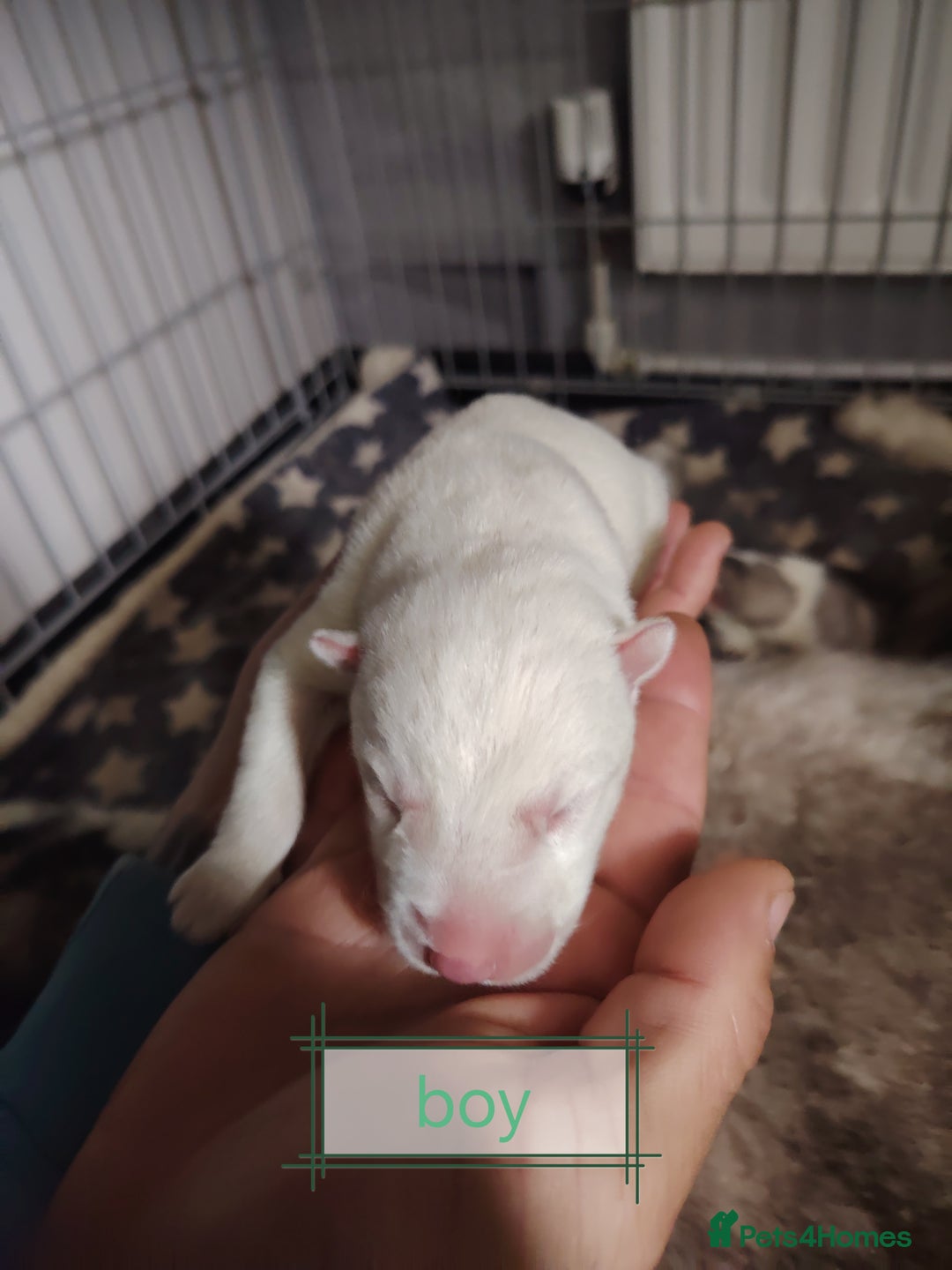 Siberian Husky dogs for sale: Siberian huskys puppys - Image 10