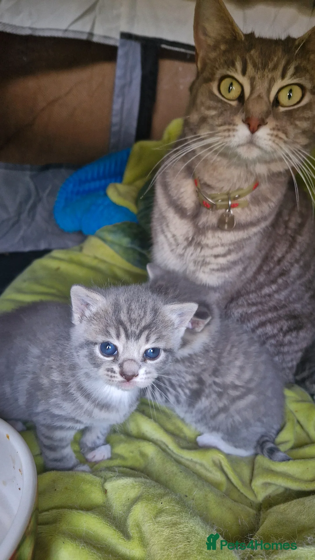 Mixed Breed cats for sale: Kitten for sale  in Harrow - Advert 1