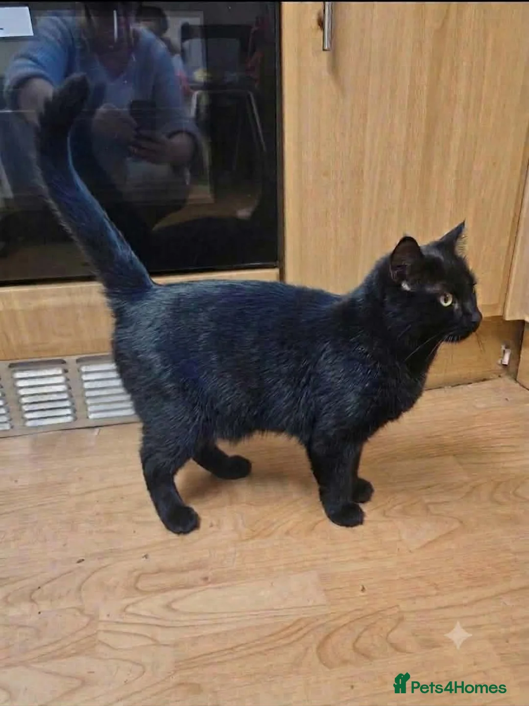 Mixed Breed cats for sale: Beautiful ragdoll mixed with bengal  in Leeds - Advert 1